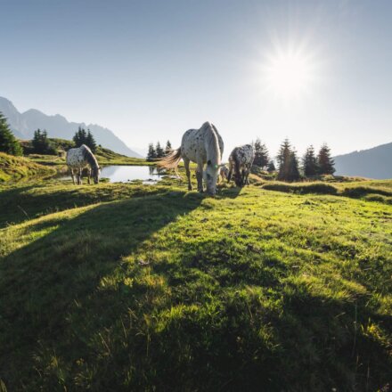 Pferde am Berg im Sommer