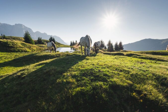 Pferde am Berg im Sommer
